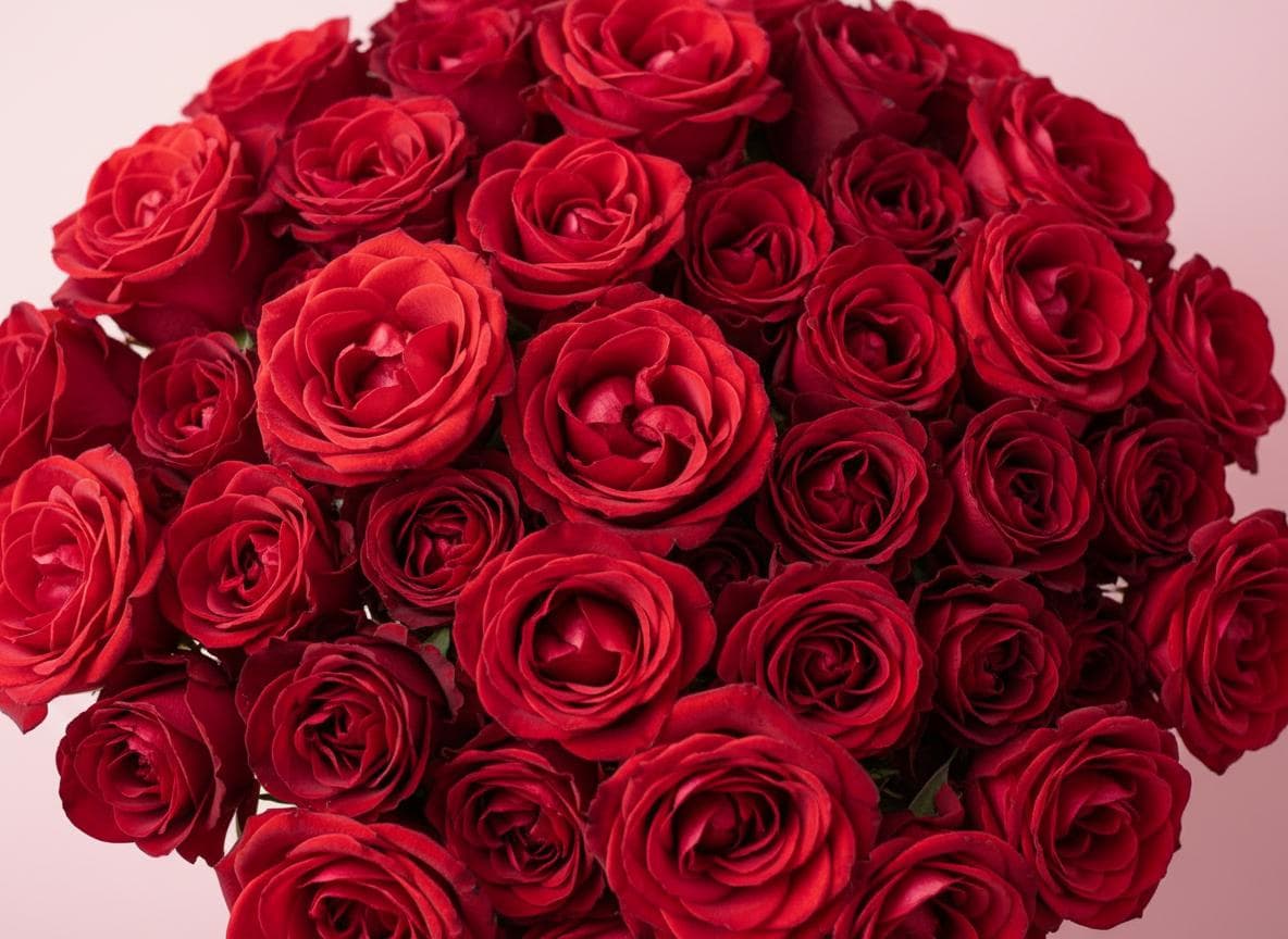 Velvet Rose - Kinetic Garden Categories